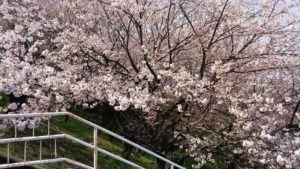 成瀬の城山公園の桜