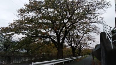恩田川の木