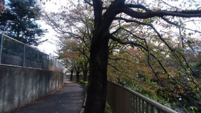 恩田川の桜の木７